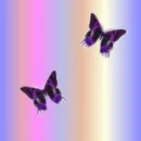 butterflies