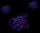 blue rose