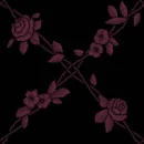 pink roses