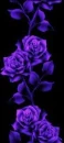 purple roses