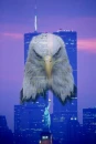 American Eagle