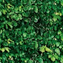 ivy