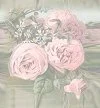 Pink roses