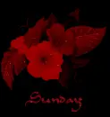 sunday
