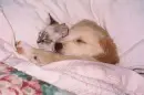so cuuuute^^ a kitten and a dog