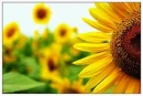 sunflowers