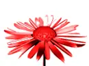 Color animated flower