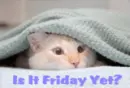 is it friday yet