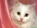 lol