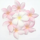 plumeria crown