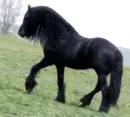 konÃ­k
