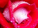 pink roses
