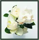 gardenia