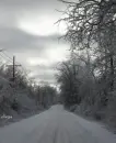 trees