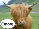 cow