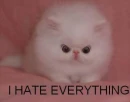 I Hate everything