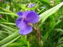 purple flower