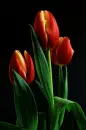 tulip