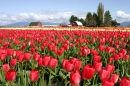 tulip