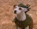 WISHBONE!!!!!!