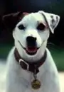 WISHBONE!!!!!!