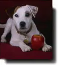 WISHBONE!!!!!!