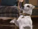 WISHBONE!!!!!!