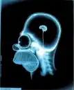 homer's brain