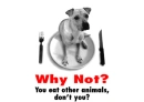 Dog On Plate