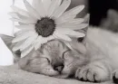 Cat.with.flower. 
