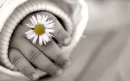 Daisy.in.children.hand.