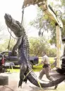 Alligator in John Prince Park