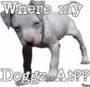 where my dogs at?