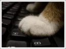 cute keyboard