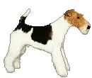 dog32