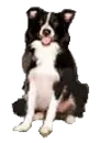 border collie