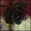 black rose
