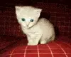 Kitty
