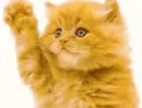 kitty