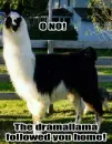 lama