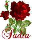 Sadia rose