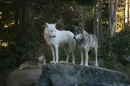 Wolves