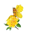 Rose Fairy