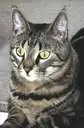 striped cat