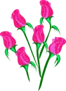 Pink Roses
