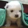 cute puppy