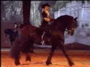 friesian walking