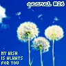 Wish