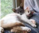 kitty cats