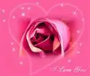 Pink Rose